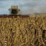FILE PHOTO: Wheat harvesting in Kyiv region amid Russia’s attack