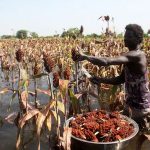 Catastrophic floods in West Africa threaten food security for years