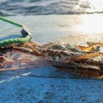 A blue crab is caught in the net of fisherman
