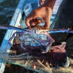 Fisherman Salah Zawem shows a blue crab that was caught