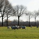 Sheep are seen in the Dutch village of Ommeren