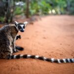 FILE PHOTO: Lemurs at the Berenty Reserve in Toliara province