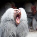 FILE PHOTO: A baboon yawns in his enclosure while sitting