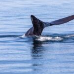 North Atlantic right whales and lobstermen entangled, could on-demand fishing