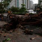 A man looks at fallen trees following Super Typhoon Saola,