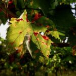 Italy’s wine production hit by May downpours and fungus