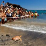 FILE PHOTO: A Caretta Caretta sea turtle is released on