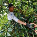 Israeli volunteers help farmers from Kibbutz Beeri, Israel, to pick