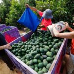 Israeli volunteers helps farmers from Kibbutz Beeri, Israel, to pick
