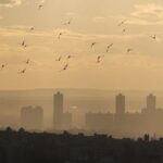 Birds fly during sunset with Cairo skyline visible in the