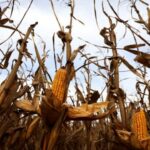A leafhopper bug ravages Argentina’s corn crop in climate warning