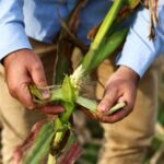 A leafhopper bug ravages Argentina’s corn crop in climate warning