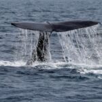 FILE PHOTO: The fluke of a sperm whale sticks out
