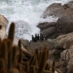 Chilean scientists assess the state of Humboldt penguins, in Chile