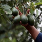 U.S. suspends avocado inspections in Michoacan state on security concerns