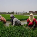 Farm labourers work on a paddy field on a hot