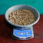Palm weevil larvae are weighed on a scale to assess