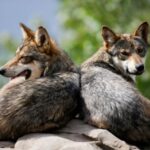FILE PHOTO: Mexican gray wolves, an endangered native species, are