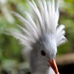 FILE PHOTO: A kagu, an endangered species fully protected in
