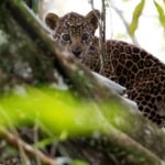 FILE PHOTO: Brazil jaguars find safe haven in rainforest trees