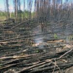 Overwintering ‘zombie’ fires may threaten more boreal burns