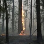 A tree burns during a wildfire near the village of