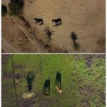 A combination drone view shows horses on Aculeo lagoon following