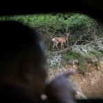 The Wider Image: Swelling deer herd hems in South Korean