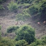 The Wider Image: Swelling deer herd hems in South Korean