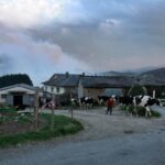 A farmer walks with her cows in the Luarca district,