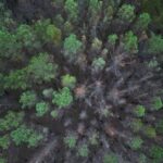 Trees with trunks blackened by forest fires are seen near