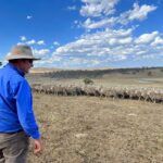 FILE PHOTO: Livestock farmer Angus Hobson herds sheep on a