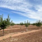 Rows of young almond trees growing on farmland near the