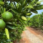 Unripe oranges on a citrus farm near the town of