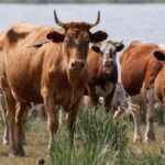 FILE PHOTO: Cows graze on the bank of a lake