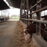 FILE PHOTO: A cow stands in its shed, in Kibbutz