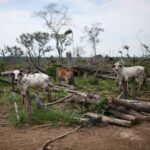 FILE PHOTO: Cows graze in a deforested pasture on the