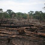 FILE PHOTO: Charred logs are seen on a stretch of