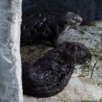 Sea Otters at the Aquarium of the Pacific, in Long