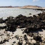 Seaweed and rocks are seen at Ras Hankorab beach, at