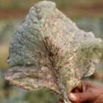 Life in Byrnihat, ranked world’s most polluted metropolitan area by