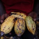 ‘Cocoa boys’ flock to Nigerian farmlands, drawn by high prices