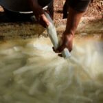 Award-winning Cuban family business excels in Casabe production amidst flour