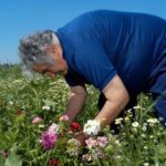 FILE PHOTO: Uruguayan former guerrilla leader Mujica picks up flowers