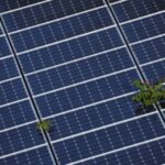 FILE PHOTO: Plants grow through an array of solar panels