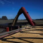 Argentine farmers hurry up to bring in soy with more