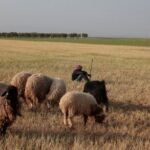 A shepherd sits near his sheep in a wheat field