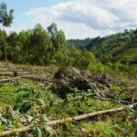 Congo conflict accelerates deforestation near protected park