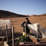 In Atacama, Chile’s driest desert, lettuce is grown with fog