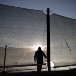 In Atacama, Chile’s driest desert, lettuce is grown with fog
